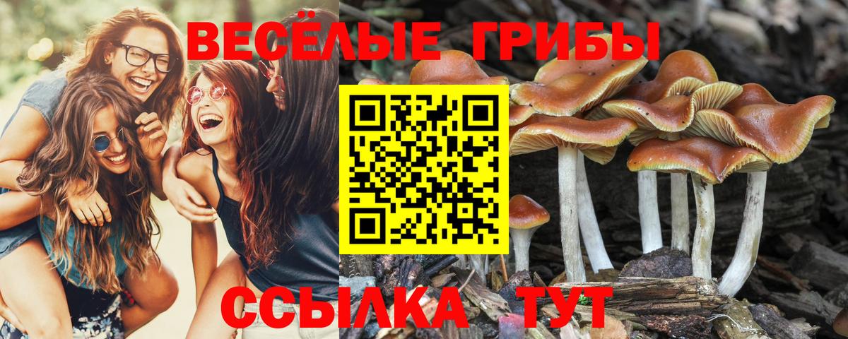 Галлюциногенные грибы мухоморы Каменка